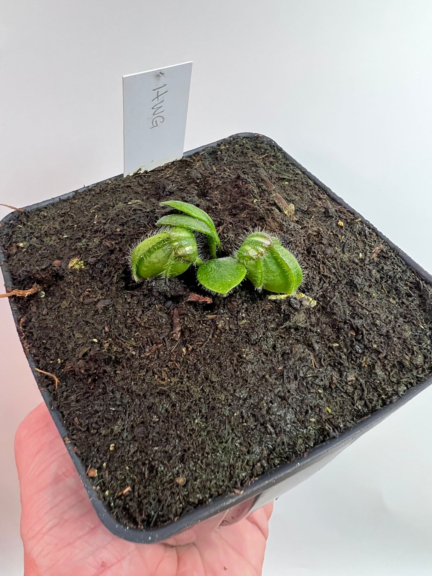 Cephalotus follicularis “Harald Weiner Giant” (aka True Giant) - *Rare*