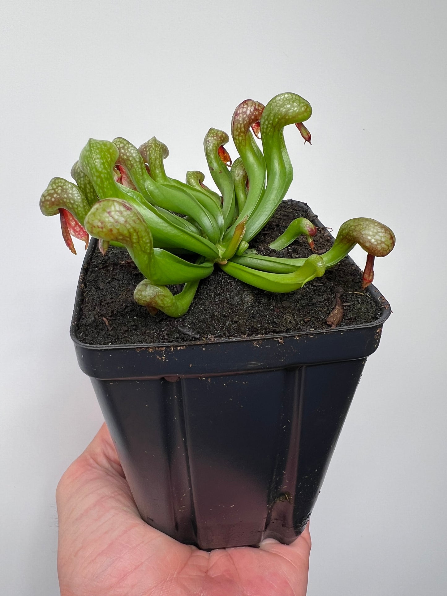 Darlingtonia californica (Cobra Pitcher Plant) - Seed Grown #211
