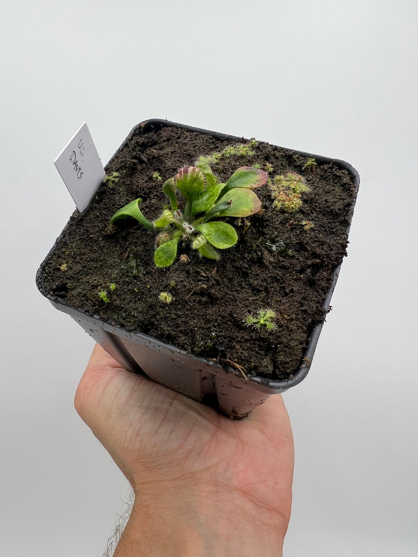 Cephalotus follicularis “UC Davis”