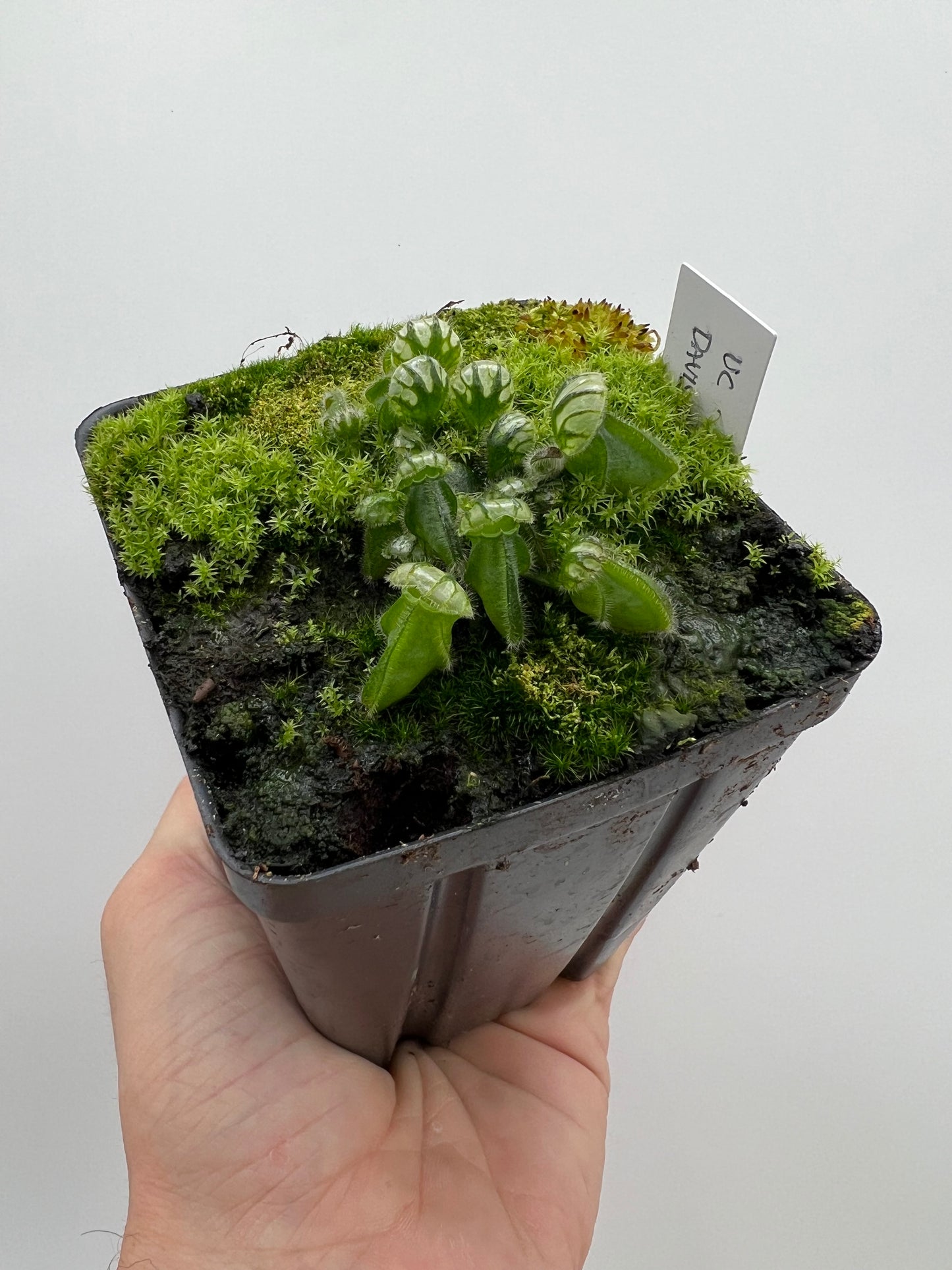 Cephalotus follicularis “UC Davis”