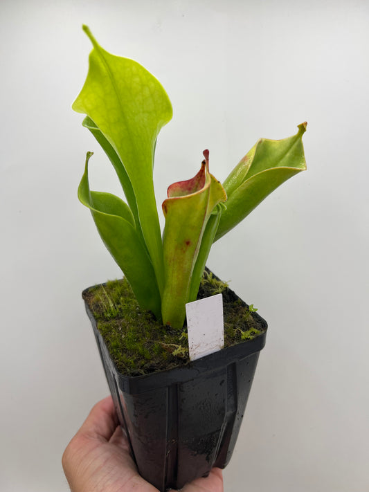 Heliamphora tatei (Cerro Duida)