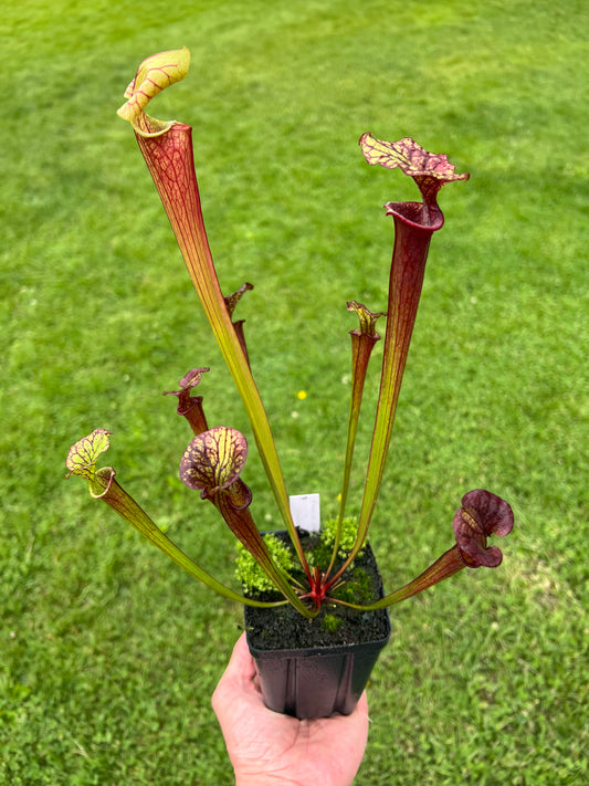 Sarracenia flava var. rubricorpora x “Strawberry Milkshake” - Seed Grown #7