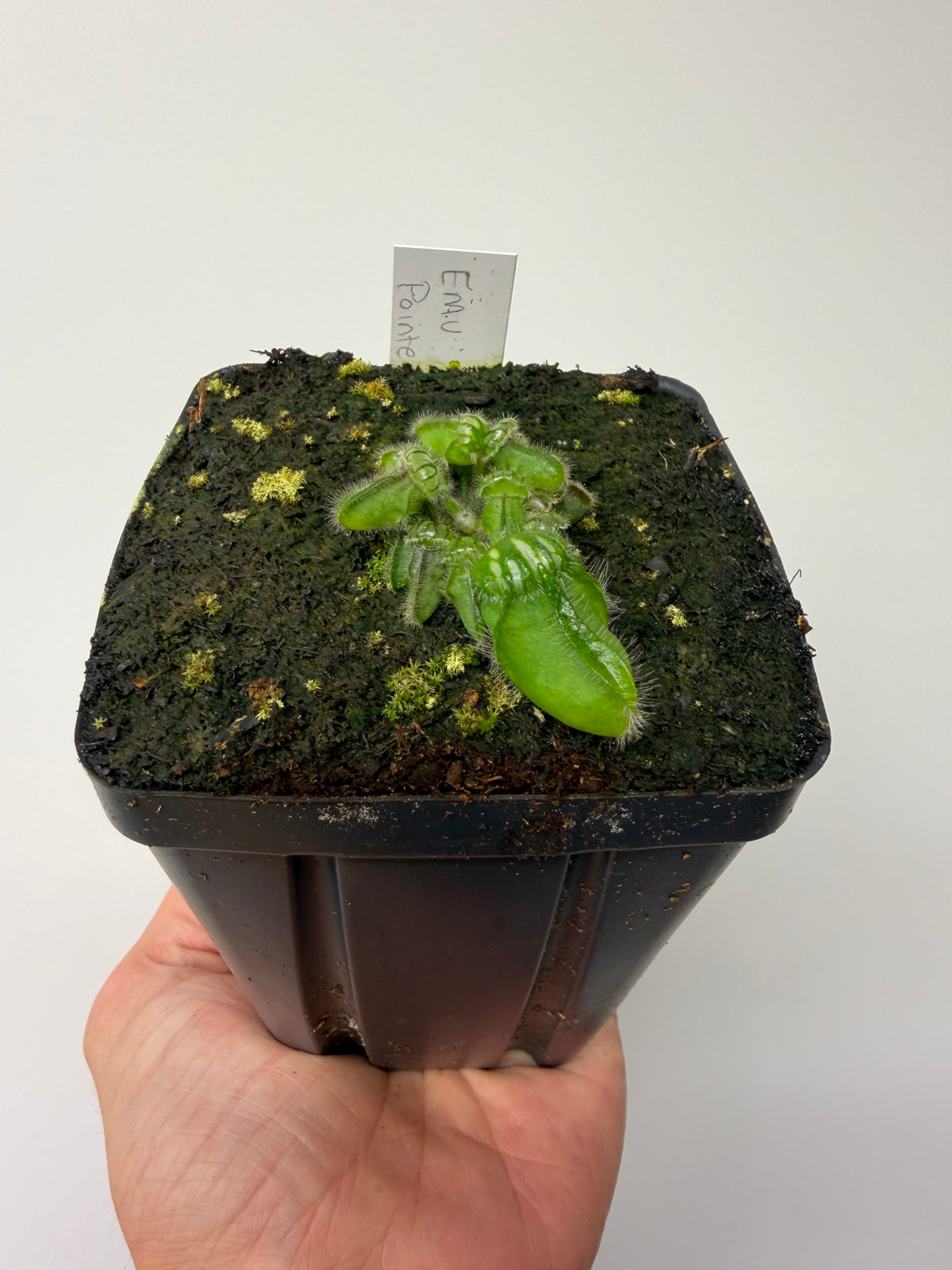 Cephalotus follicularis “Emu Pointe” #6
