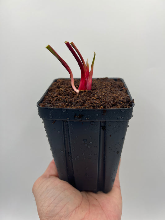 Sarracenia moorei “Purple Sparks” - (Phil Faulisi), Potted Division