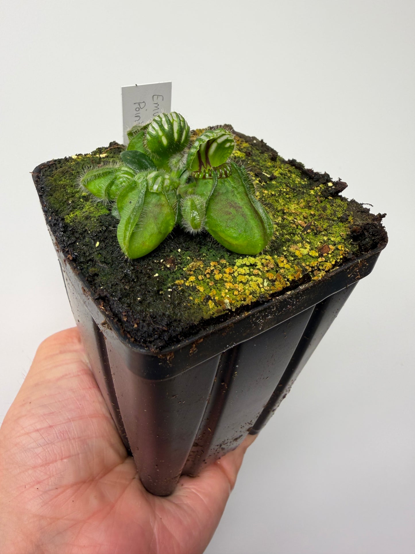 Cephalotus follicularis “Emu Pointe”