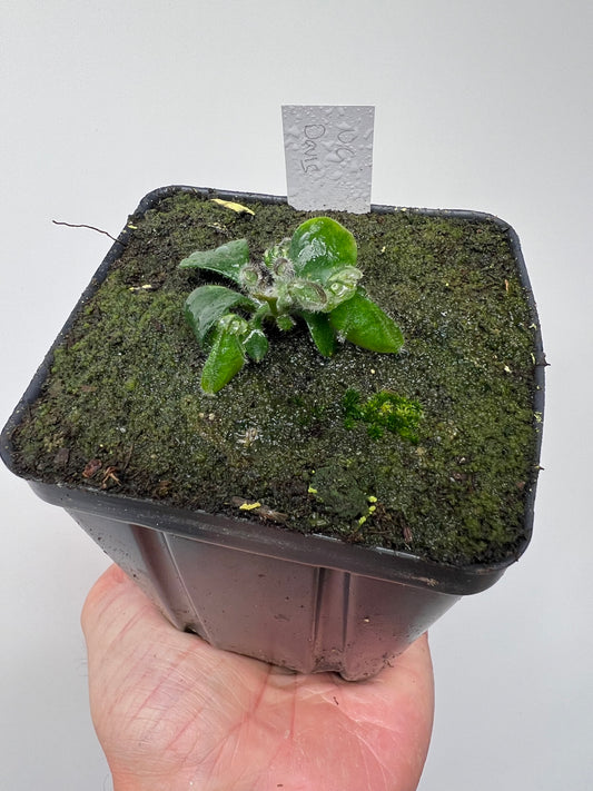 Cephalotus follicularis “UC Davis”
