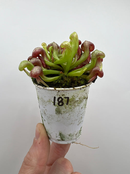 Darlingtonia californica (Cobra Pitcher Plant) - Seed Grown #187