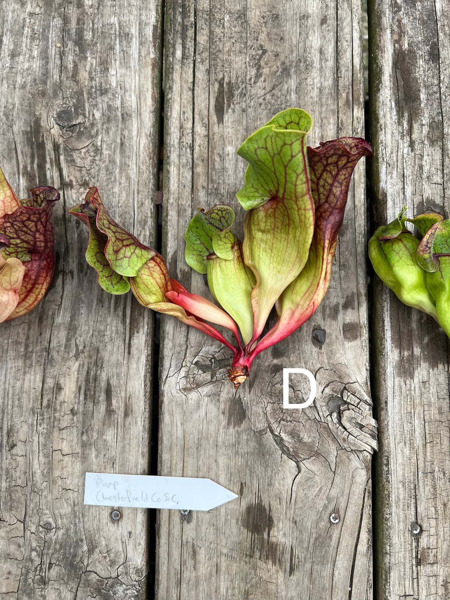 Sarracenia purpurea ssp. venosa (Chesterfield Co, SC) - Fresh Divisions