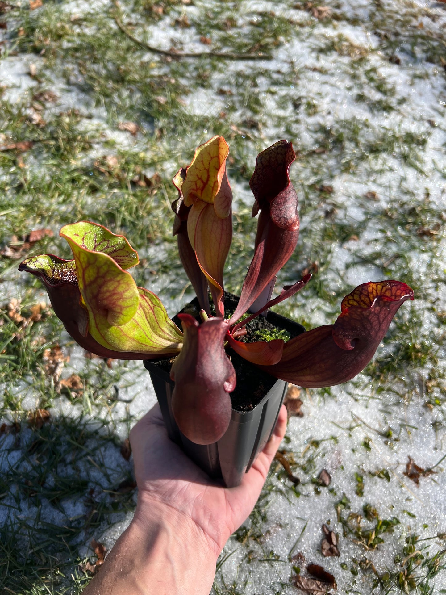 Sarracenia purpurea ssp. purpurea (Norfolk Co, MA) x (Bruce Co, Ontario Canada) - Seed Grown #23