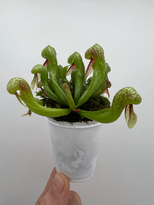Darlingtonia californica (Cobra Pitcher Plant) - Seed Grown #202