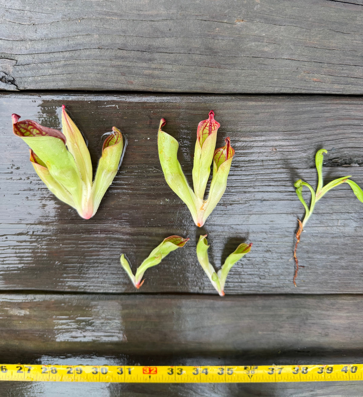 Heliamphora (tatei x folliculata) x macdonaldae #7 52624 SGLC - Fresh Divisions