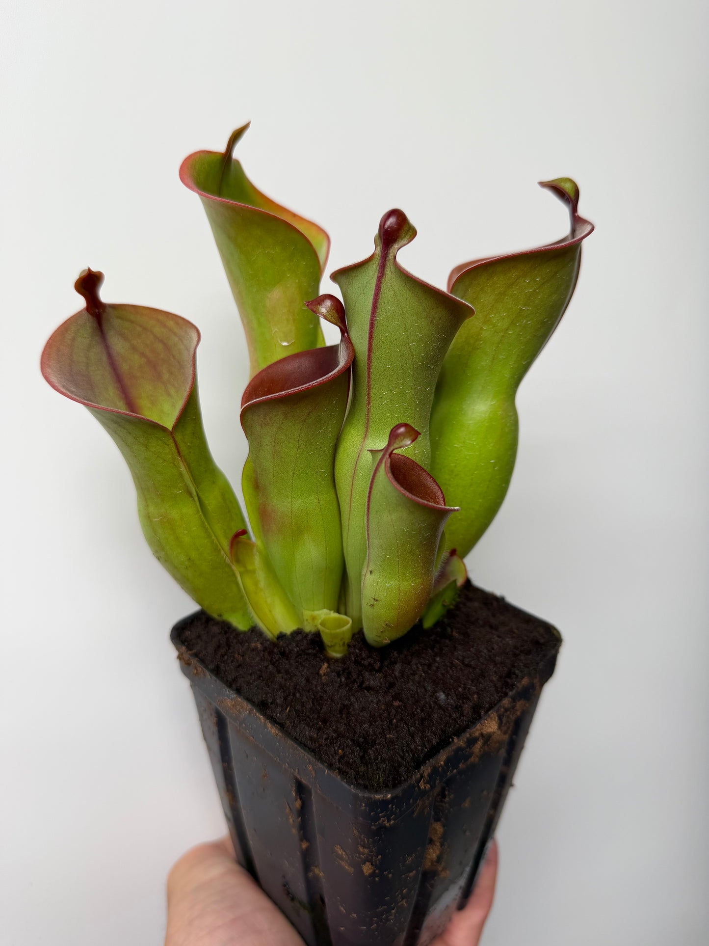 Heliamphora heterodoxa x minor