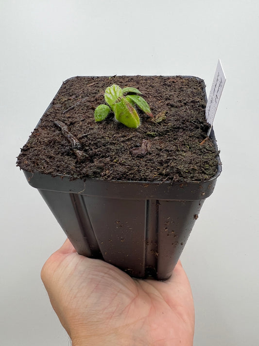 Cephalotus follicularis “Harald Weiner Giant” (aka True Giant)