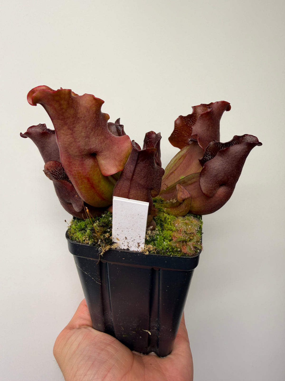 Sarracenia purpurea ssp. venosa (Brunswick Co, NC x Carteret Co, NC)  - Seed Grown #9