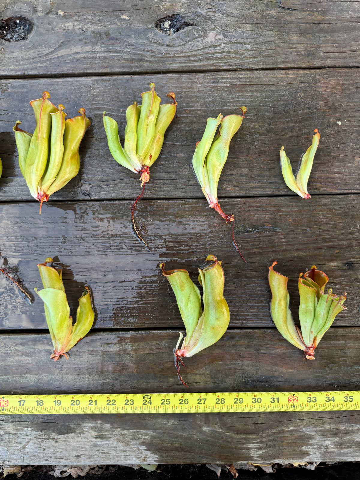 Heliamphora heterodoxa x minor - Fresh Divisions (great for beginners!)