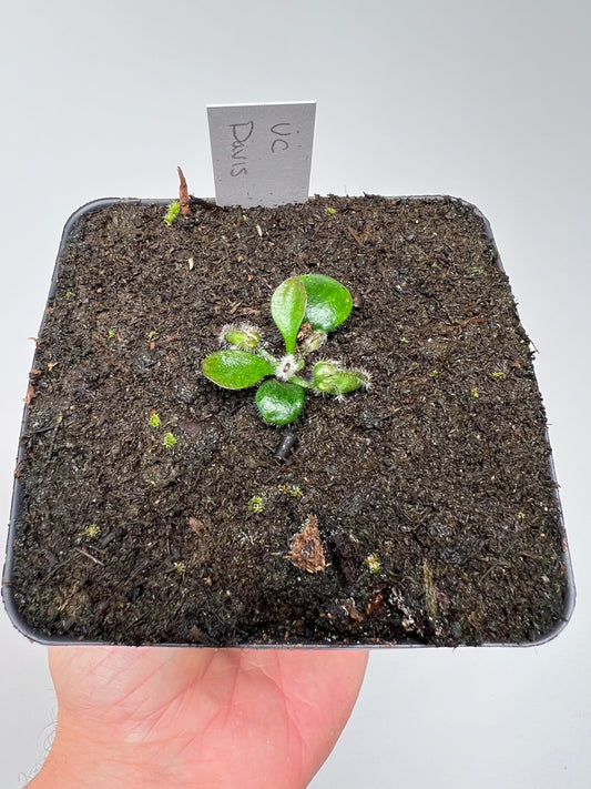 Cephalotus follicularis “UC Davis”