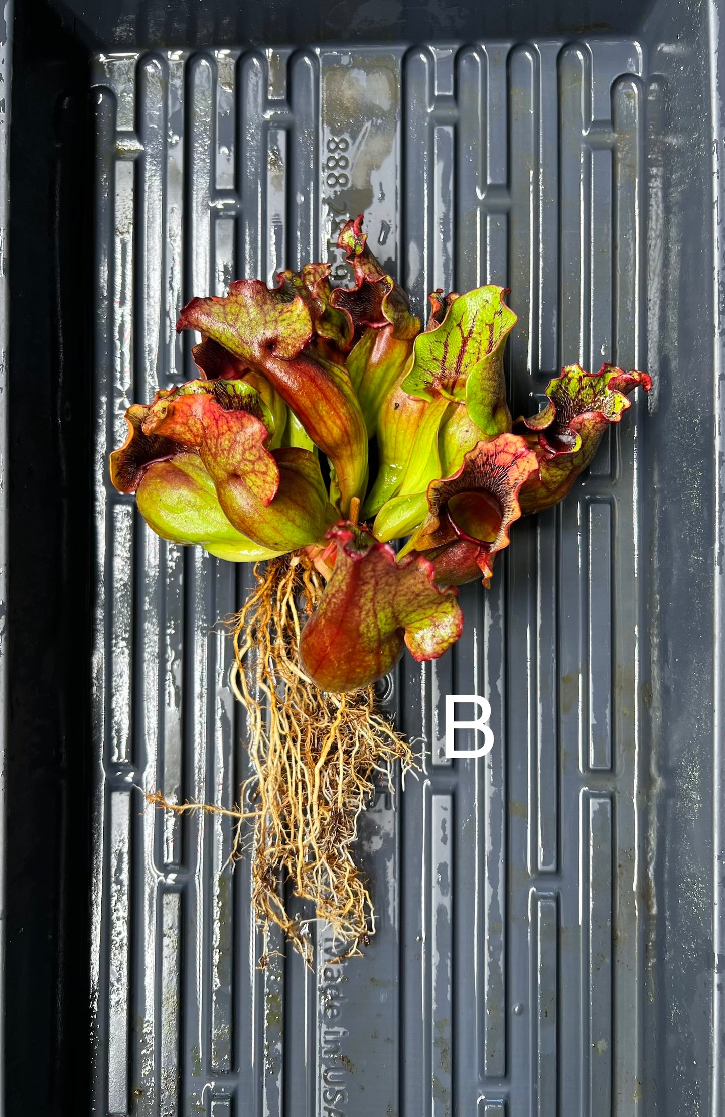 Sarracenia purpurea ssp. venosa (Carteret Co, NC) - Fresh Divisions