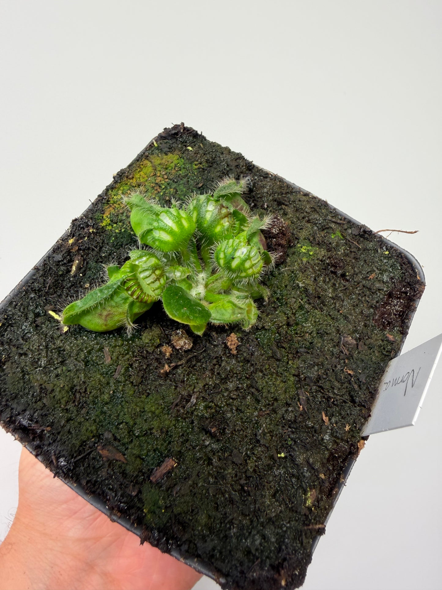 Cephalotus follicularis “Norma”