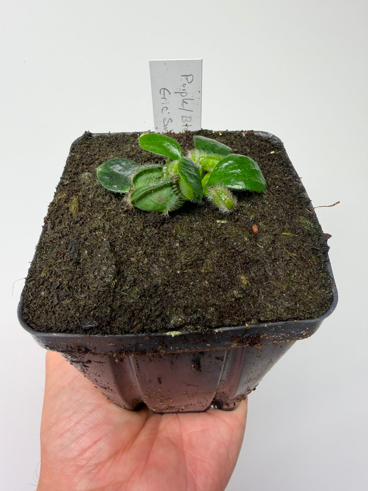 Cephalotus follicularis “Purple/Black” - Eric Smooth