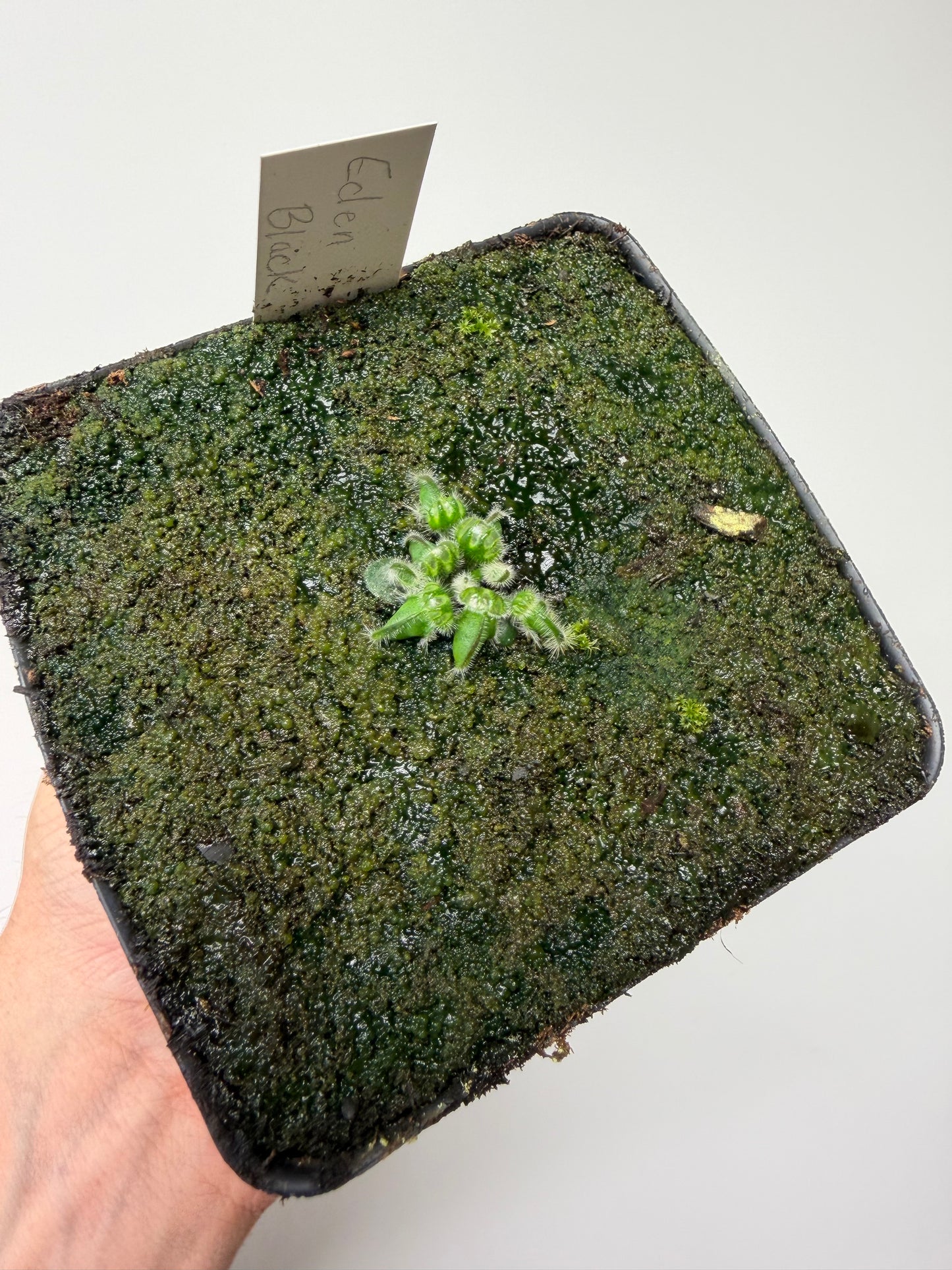 Cephalotus follicularis ‘Eden Black’ - *Rare* (6)