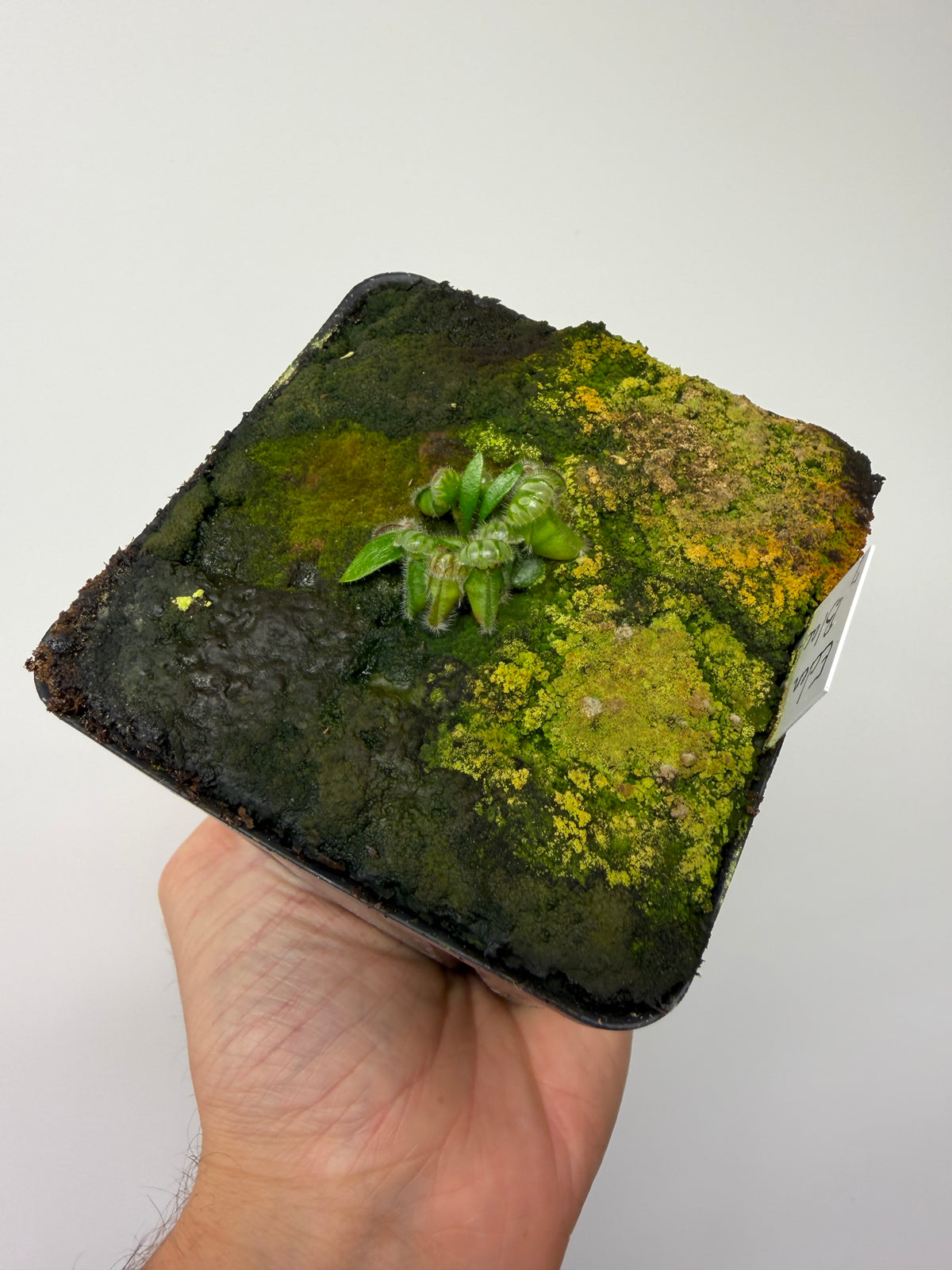 Cephalotus follicularis ‘Eden Black’ #7 - *Rare*
