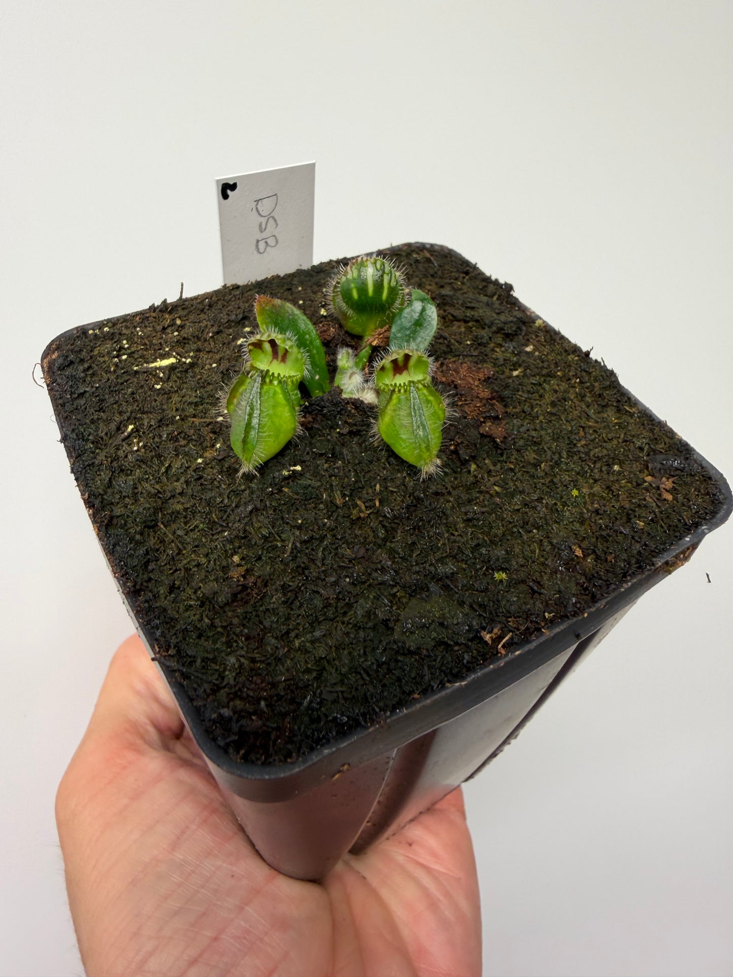 Cephalotus follicularis “David Švarc Black” - *Rare* (2)