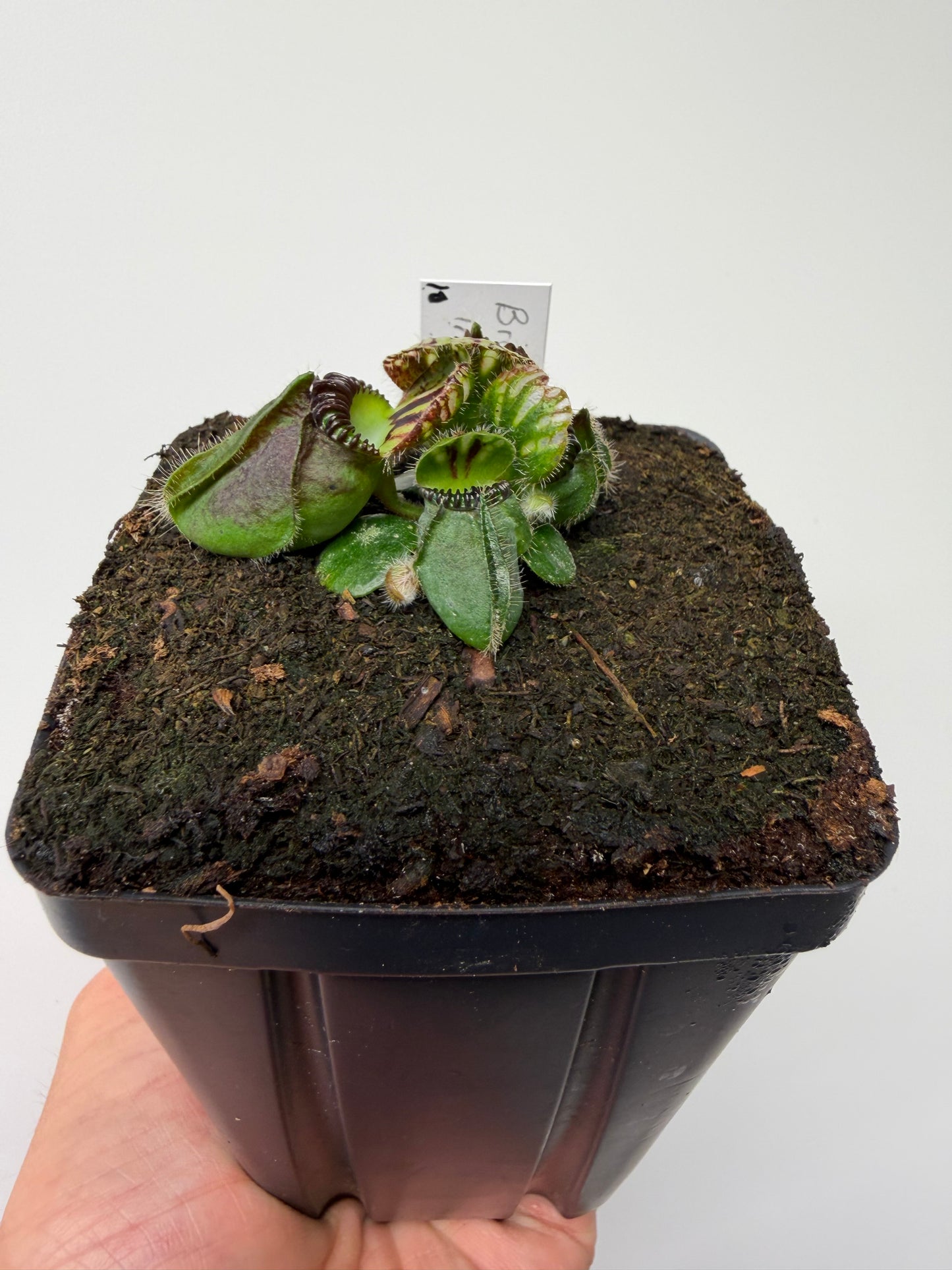 Cephalotus follicularis “Broke Inlet” (10)