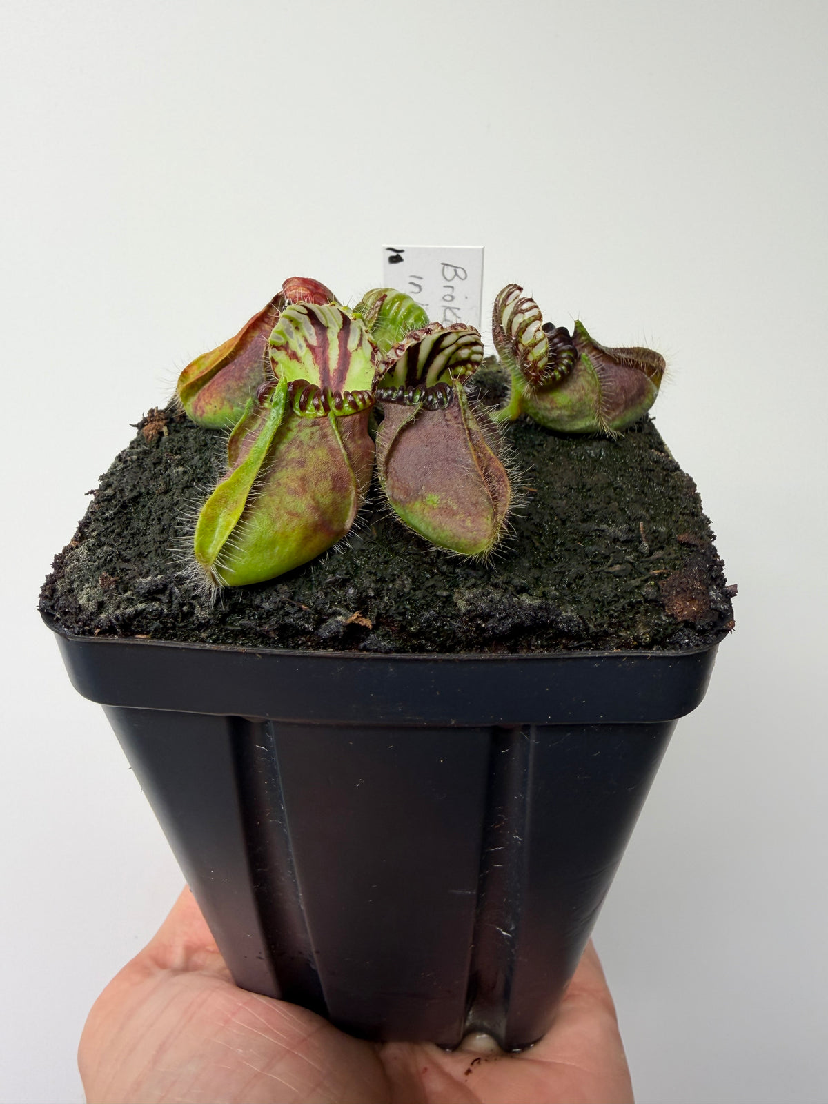 Cephalotus follicularis “Broke Inlet” #10