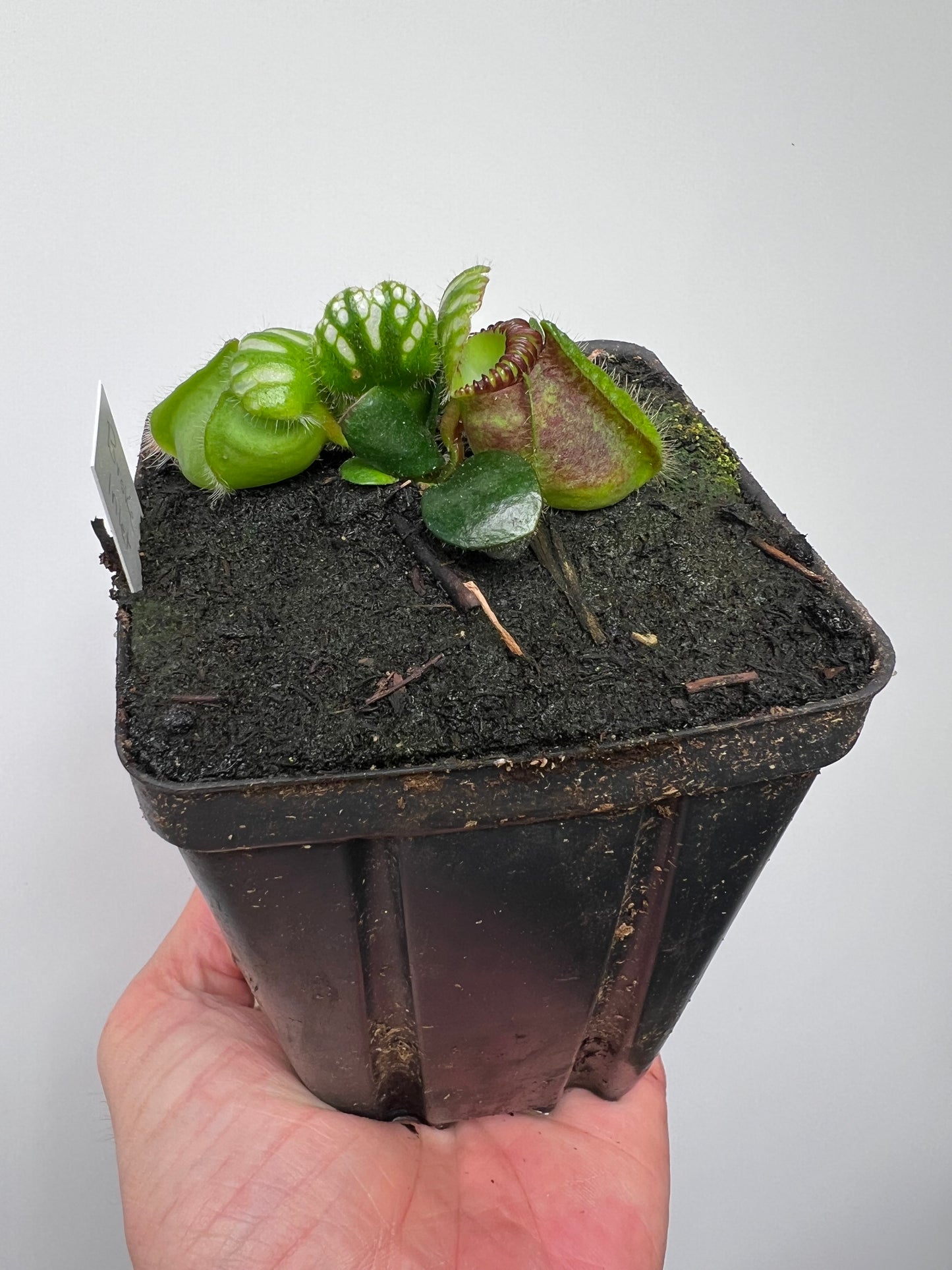Cephalotus follicularis “Broke Inlet”