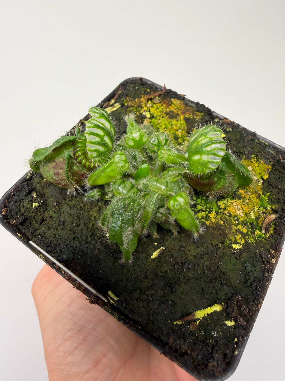 Cephalotus follicularis “Norma” #6