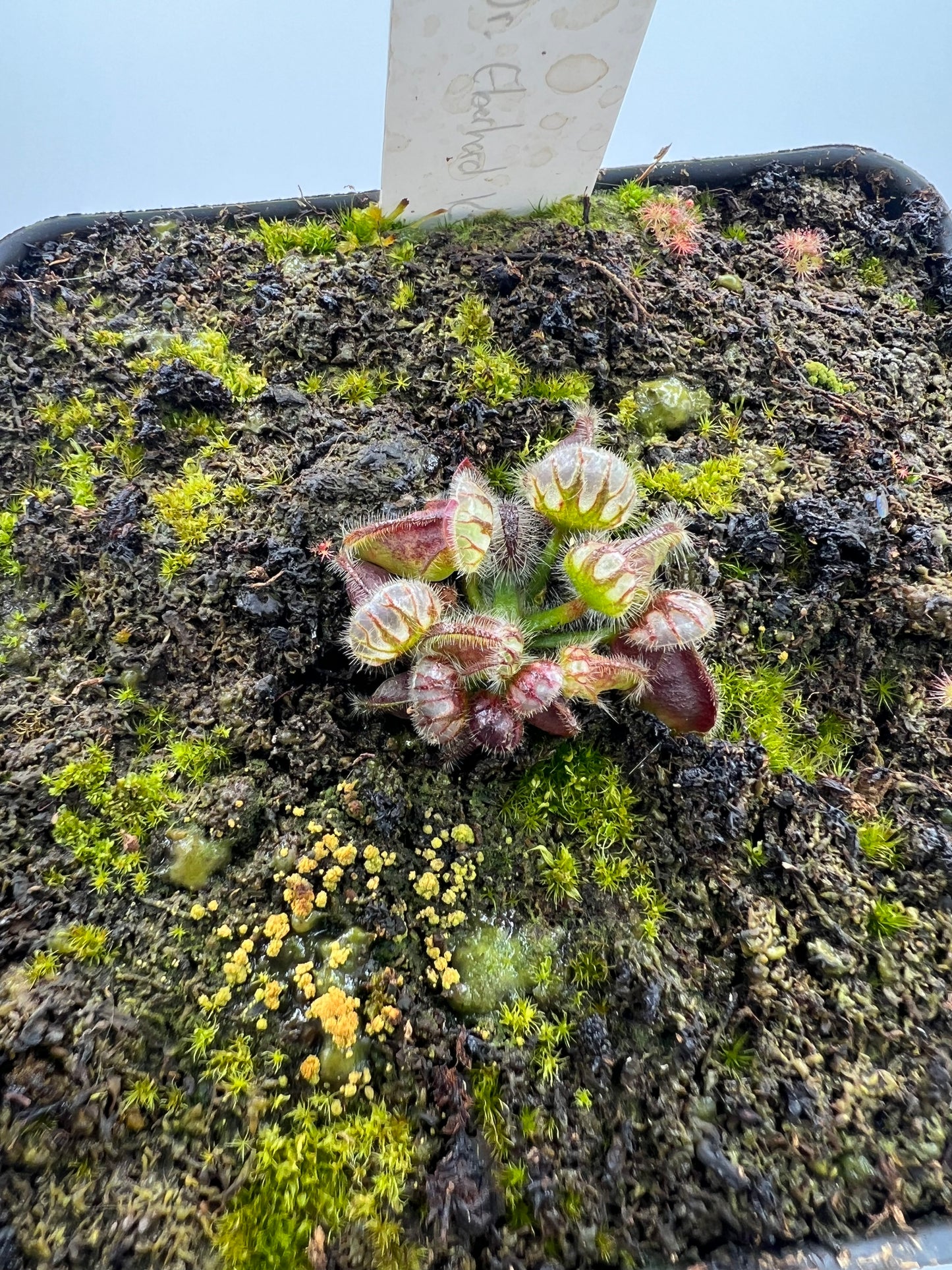 Cephalotus follicularis “Dr. Eberhard König”