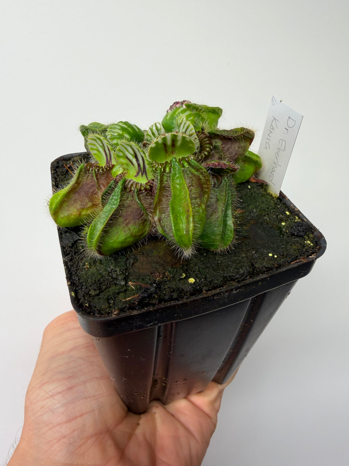 Cephalotus follicularis “Dr. Eberhard König” #6