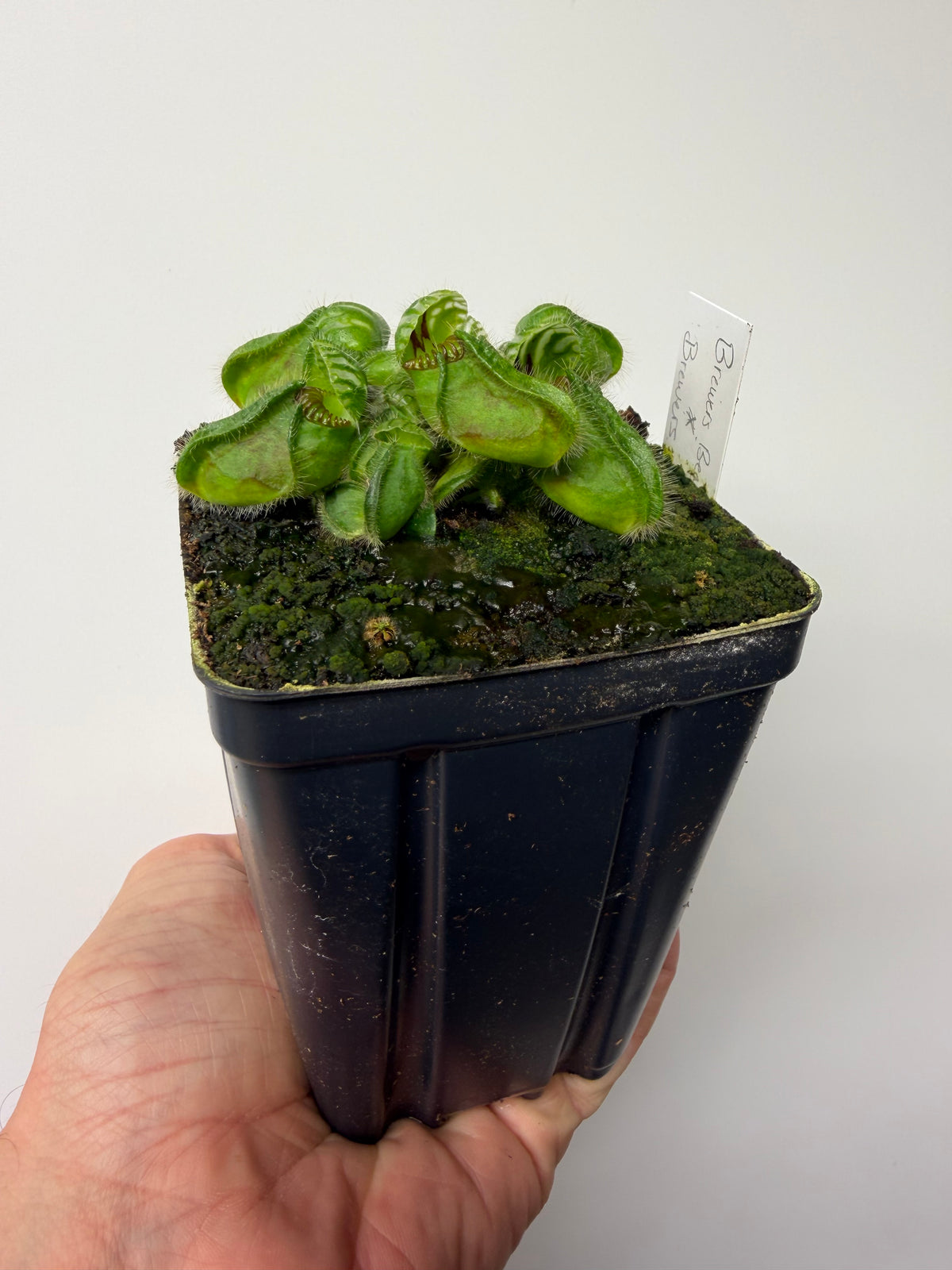 Cephalotus follicularis “Brewers Beauty” x “Brewers” #3