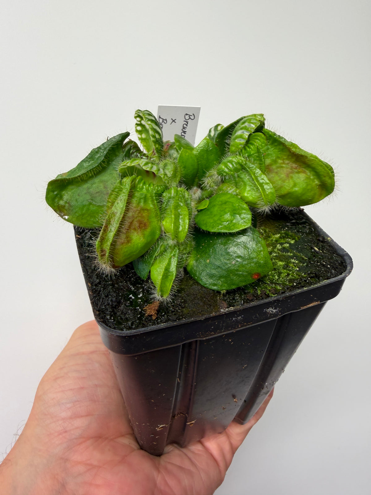 Cephalotus follicularis “Brewers Beauty” x “Brewers”