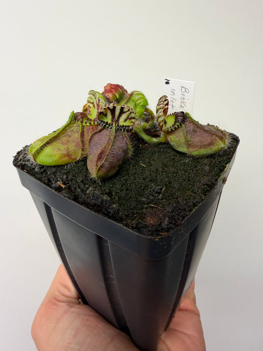 Cephalotus follicularis “Broke Inlet” #10