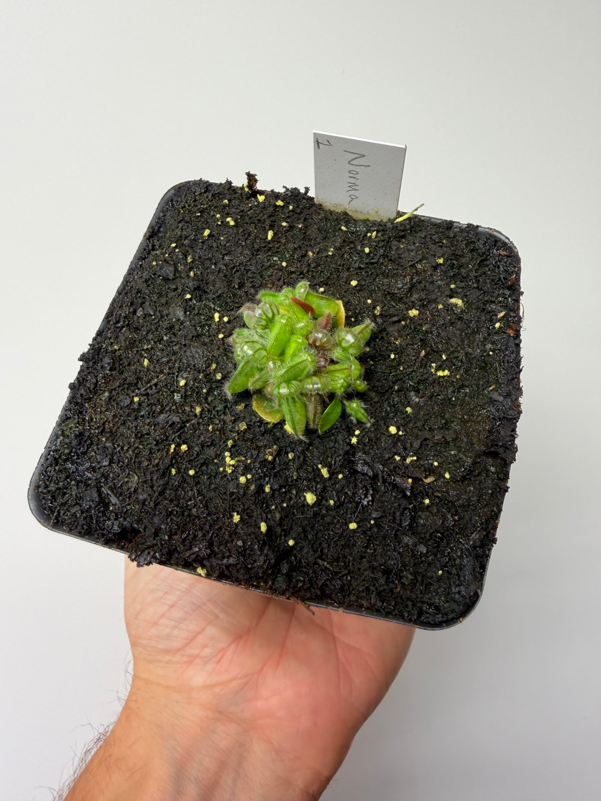 Cephalotus follicularis “Norma” #1