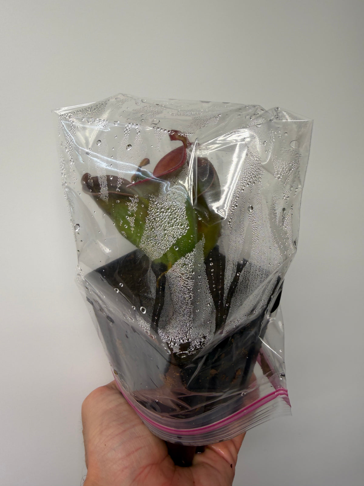 Heliamphora (heterodoxa x minor) x macdonaldae #1 52624 SGLC - Potted Division