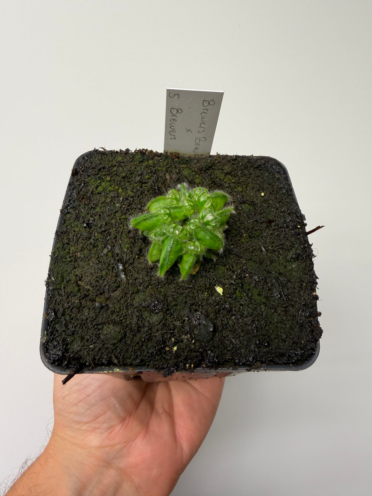 Cephalotus follicularis “Brewers Beauty” x “Brewers” #5