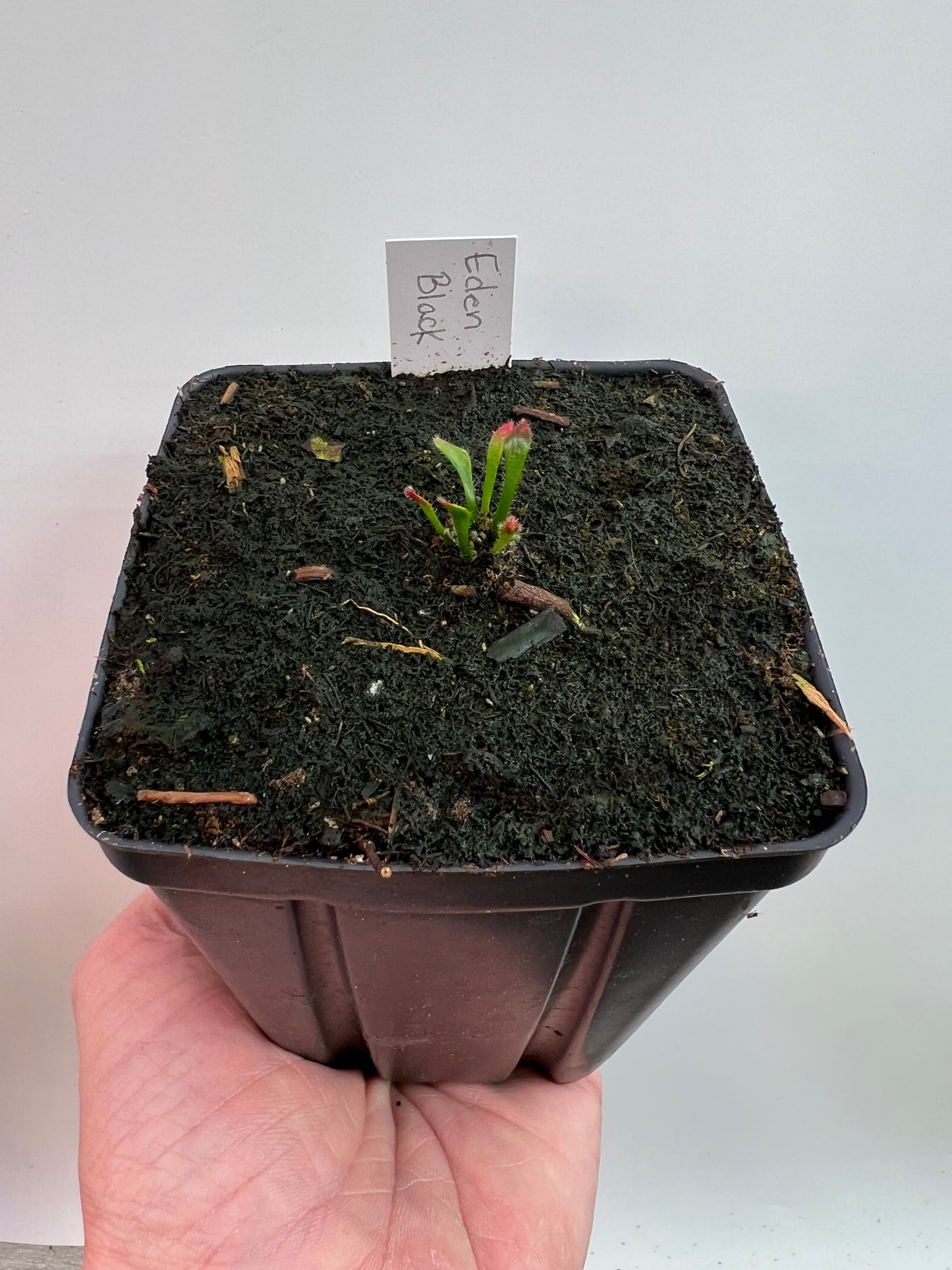 Cephalotus follicularis ‘Eden Black’ - *Rare* (small)