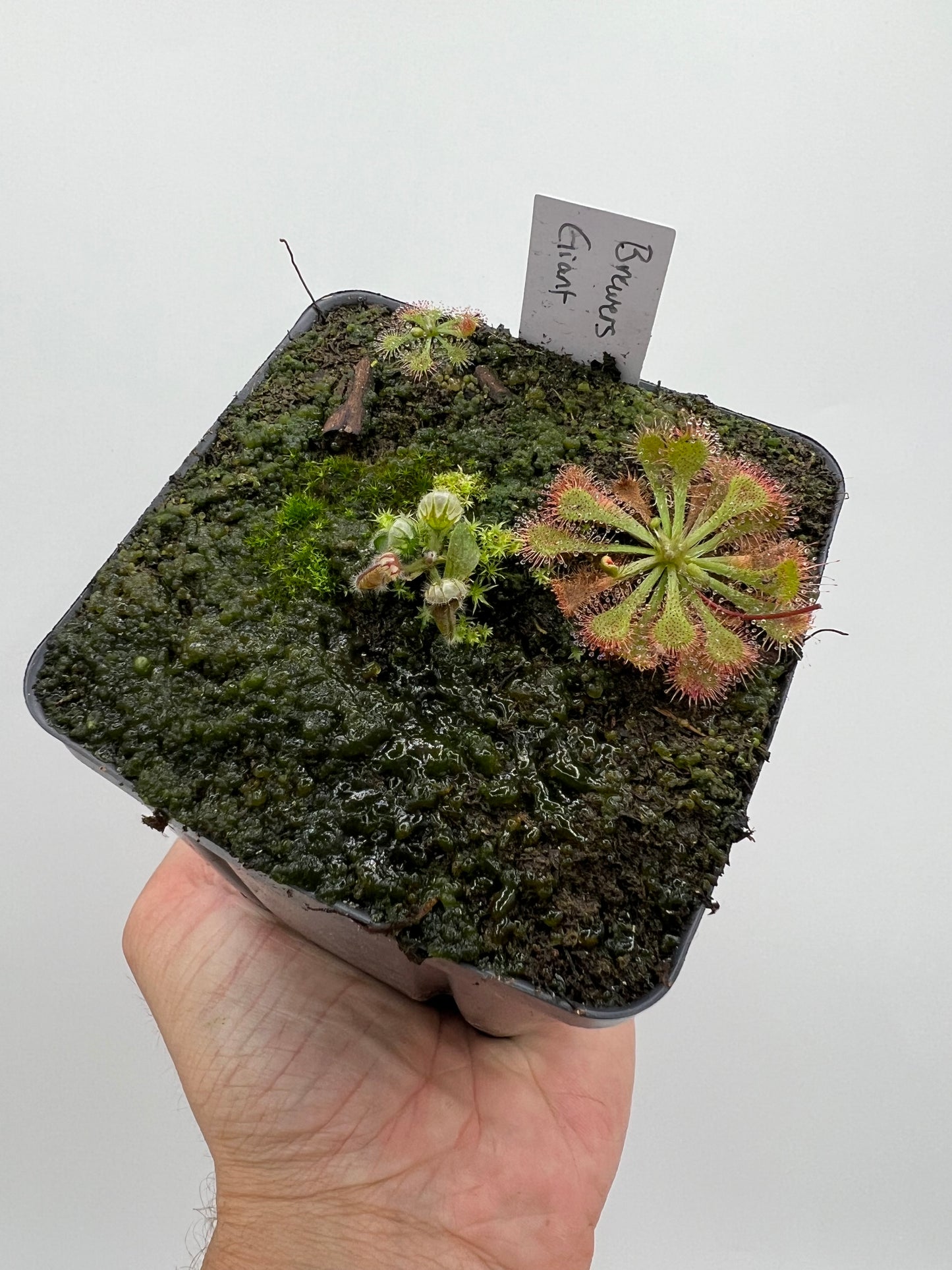 Cephalotus follicularis “Brewers Giant”