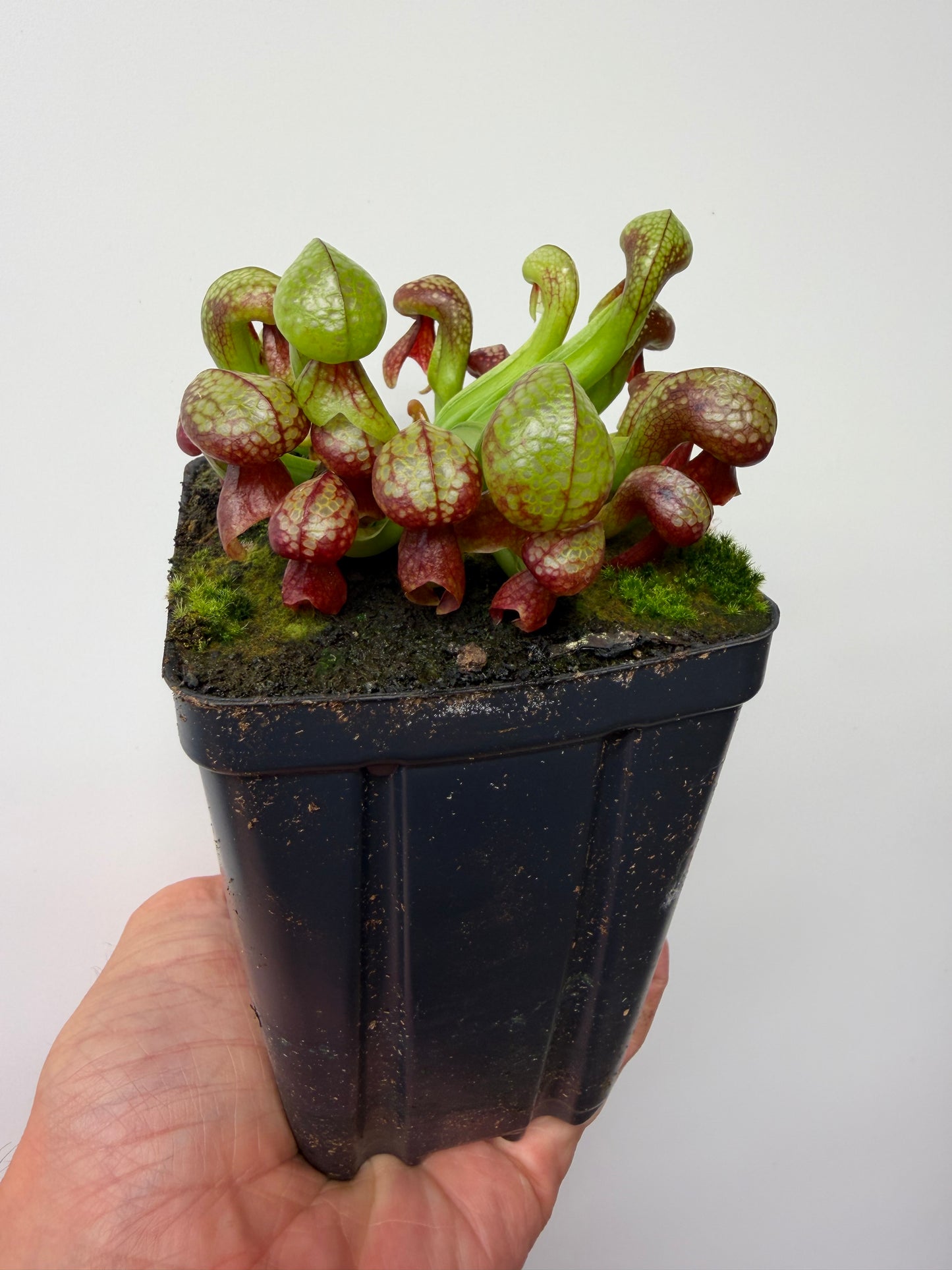 Darlingtonia californica (Cobra Pitcher Plant) - Seed Grown #214