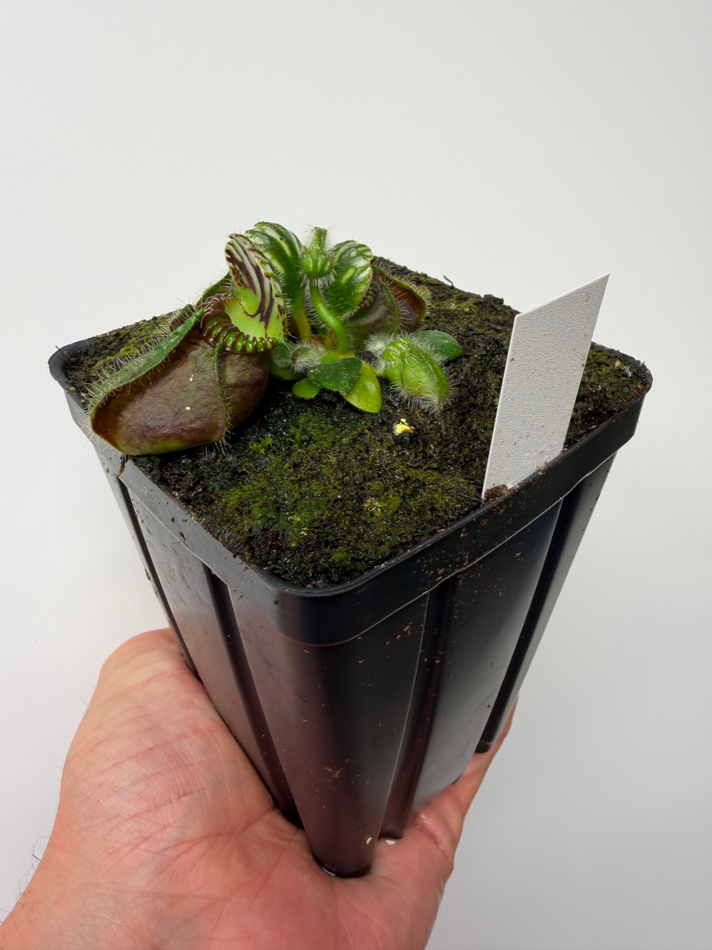 Cephalotus follicularis “Hampshire Red”