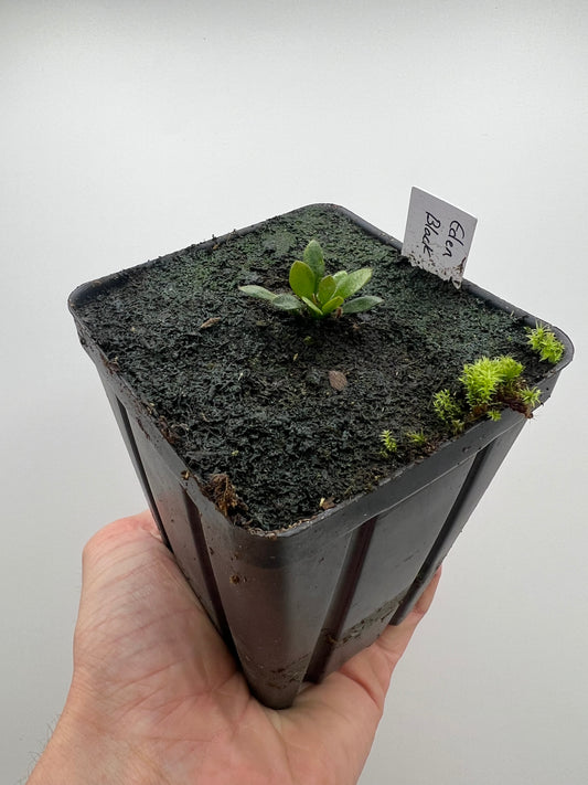 Cephalotus follicularis ‘Eden Black’ - *Rare*