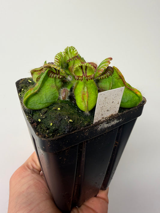 Cephalotus follicularis “Broke Inlet” #11