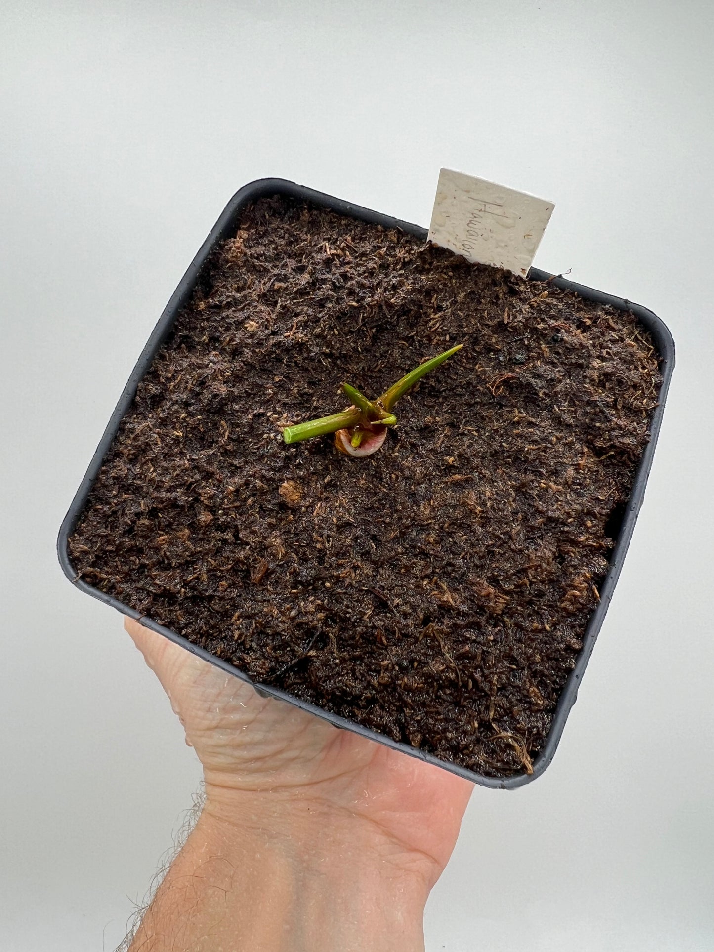 Sarracenia “Hawaiian Ice” x ‘Adrian Slack’ - Small, Potted Division