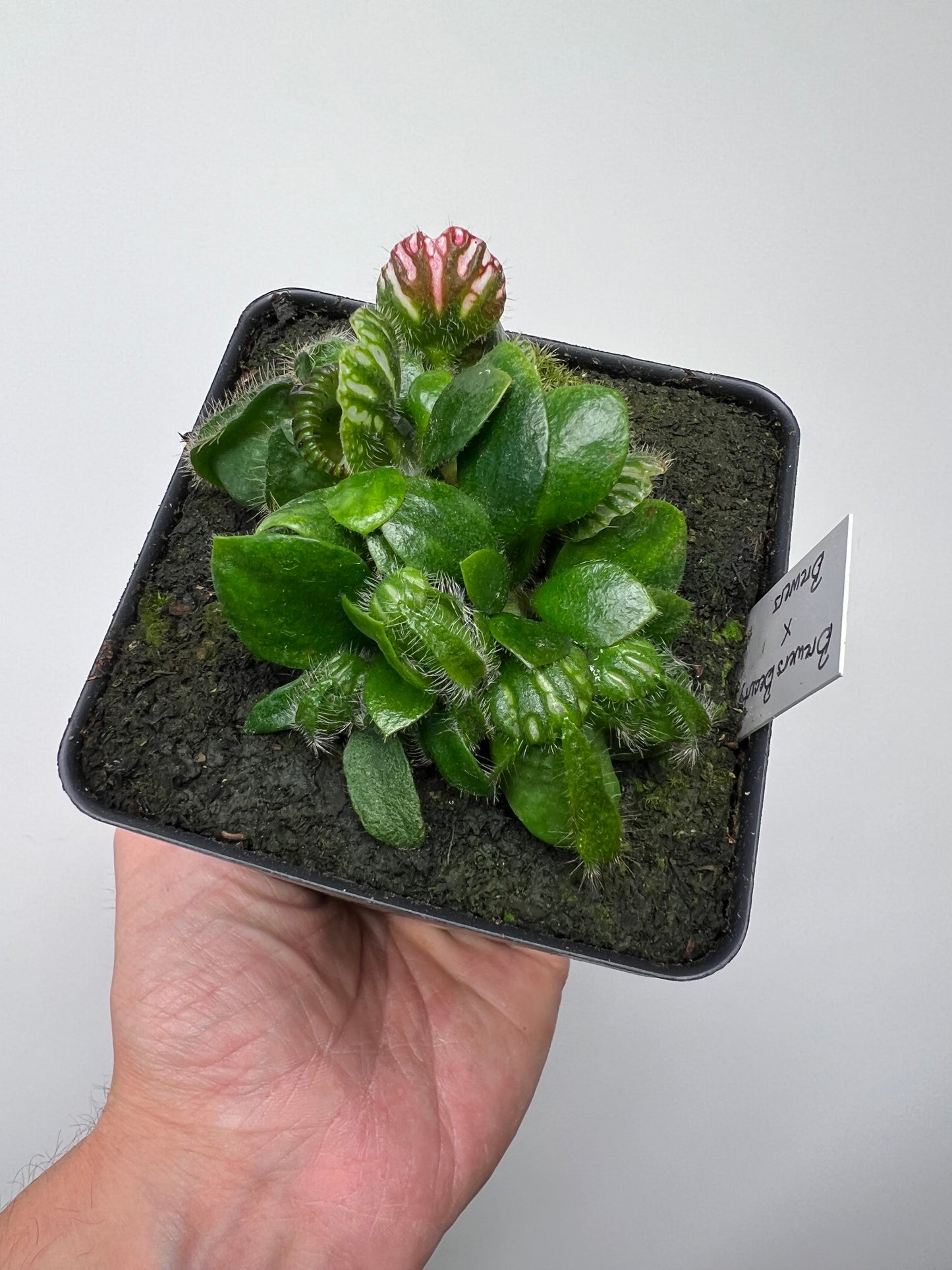 Cephalotus follicularis “Brewers Beauty” x “Brewers”