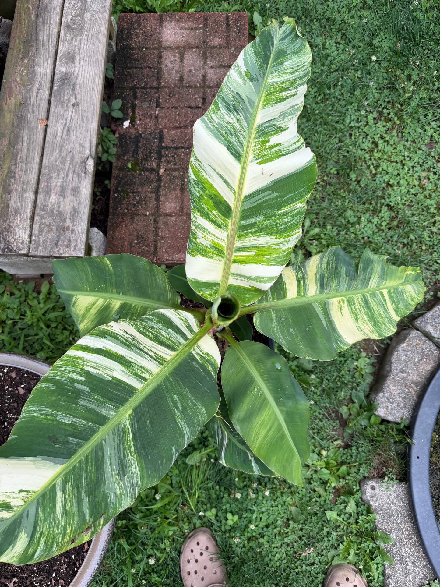 Musa ‘Little Prince’ Variegated - *Extremely Rare* - Dwarf Banana