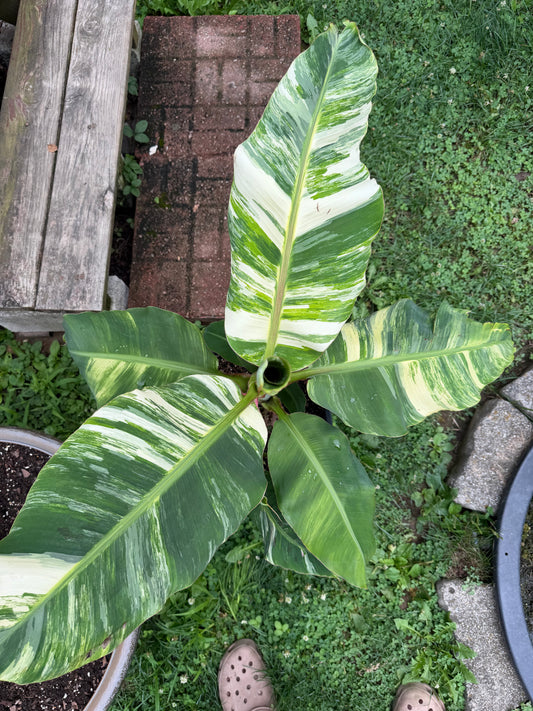 Musa ‘Little Prince’ Variegated - *Extremely Rare* - Dwarf Banana