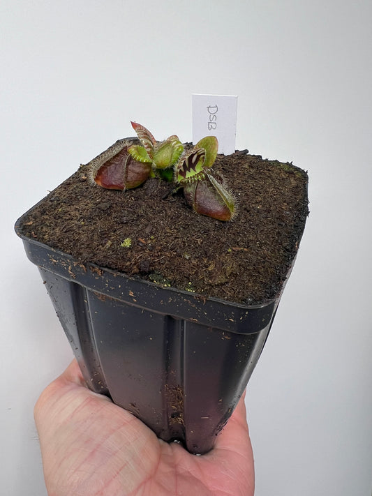 Cephalotus follicularis “David Švarc Black” - *Rare*