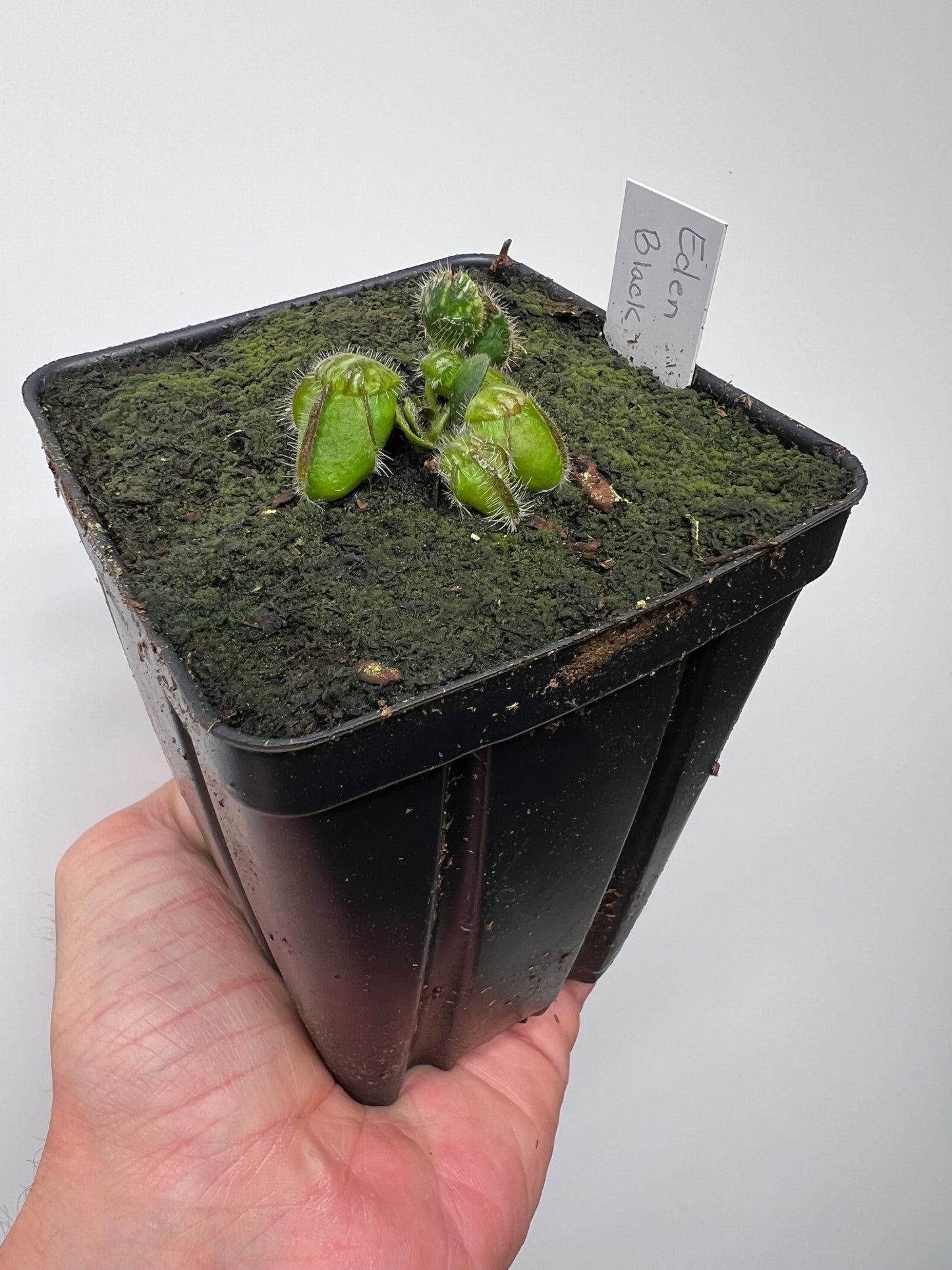 Cephalotus follicularis ‘Eden Black’ - *Rare* (small)